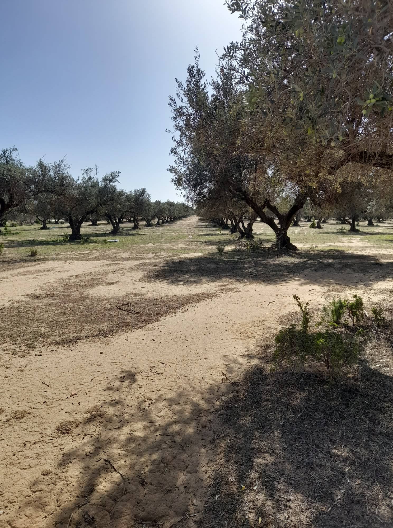 You are currently viewing وزارة أملاك الدّولة والشؤون العقارية : استرجاع عقارين دوليين فلاحيين بمساحة 71 هك بولاية بن عروس.