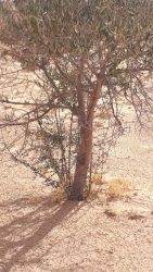 Lire la suite à propos de l’article L&rsquo;Etat récupère 06 terrains domaniaux agricoles totalisant 50he à Sidi Bouzid.