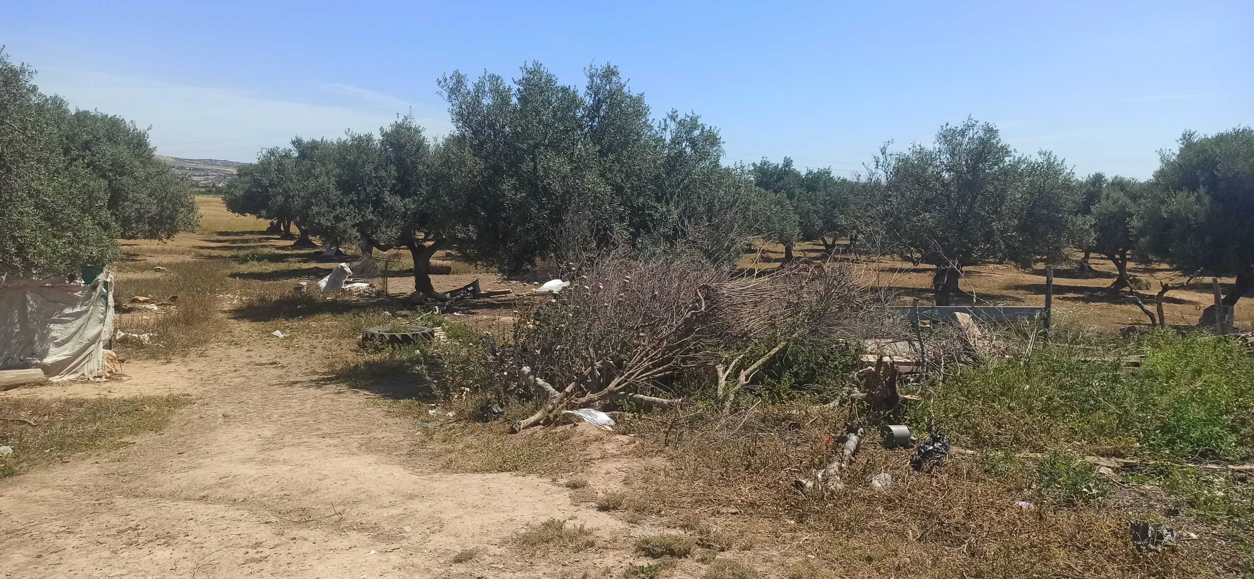 You are currently viewing Manouba : Récupération d&rsquo;un terrain domanial agricole de 19 hectares.